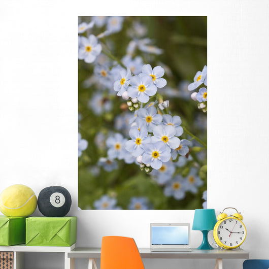 Close Up Of Forget Me Not Wall Mural