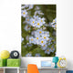 Close Up Of Forget Me Not Wall Mural