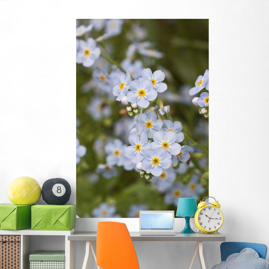 Close Up Of Forget Me Not Wall Mural