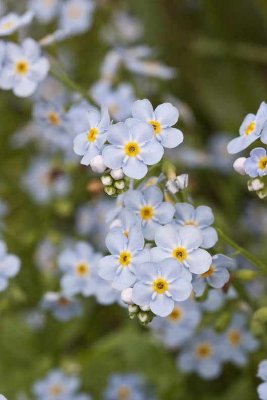 Close Up Of Forget Me Not Wall Mural