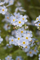 Close Up Of Forget Me Not Wall Mural