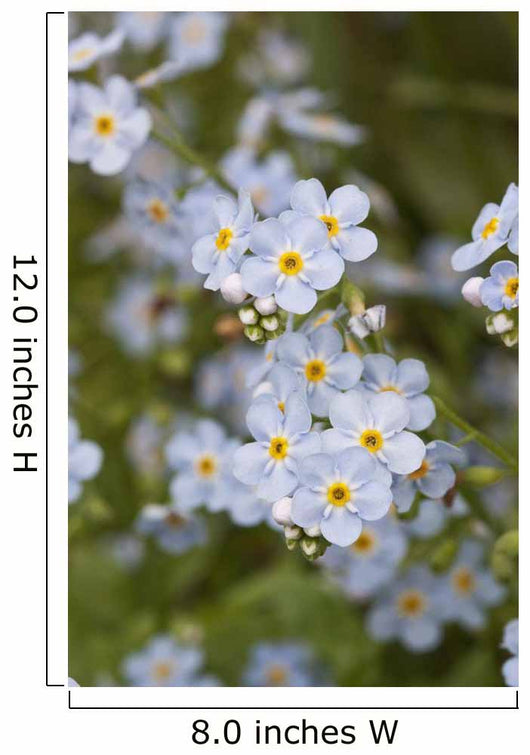 Close Up Of Forget Me Not Wall Mural