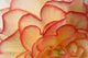 Macro View Of Begonia Petals, Girdwood, Southcentral Alaska, Summer Wall Mural