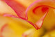 Macro View Of Begonia Petals, Girdwood, Southcentral Alaska, Summer Wall Mural