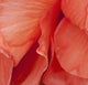 Macro View Of Red Begonia Petals Wall Mural