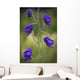 Monkshood Blooming In An Alpine Meadow In Glen Alps Wall Mural