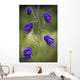 Monkshood Blooming In An Alpine Meadow In Glen Alps Wall Mural