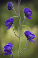 Monkshood Blooming In An Alpine Meadow In Glen Alps Wall Mural