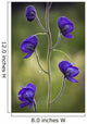 Monkshood Blooming In An Alpine Meadow In Glen Alps Wall Mural