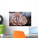 Close Up Of Shelf Fungus, Chugach State Park, Southcentral Alaska Wall Mural
