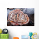 Close Up Of Shelf Fungus, Chugach State Park, Southcentral Alaska Wall Mural