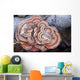 Close Up Of Shelf Fungus, Chugach State Park, Southcentral Alaska Wall Mural