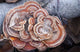 Close Up Of Shelf Fungus, Chugach State Park, Southcentral Alaska Wall Mural