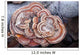 Close Up Of Shelf Fungus, Chugach State Park, Southcentral Alaska Wall Mural