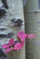Close Up, Cranberry Leaves Against Aspen Tree Wall Mural
