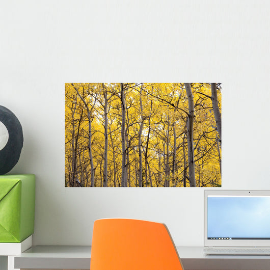 Autumn Scenic Of Colorful Yellow Aspen Trees Wall Mural