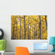 Autumn Scenic Of Colorful Yellow Aspen Trees Wall Mural