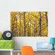 Autumn Scenic Of Colorful Yellow Aspen Trees Wall Mural