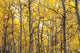 Autumn Scenic Of Colorful Yellow Aspen Trees Wall Mural