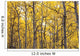 Autumn Scenic Of Colorful Yellow Aspen Trees Wall Mural