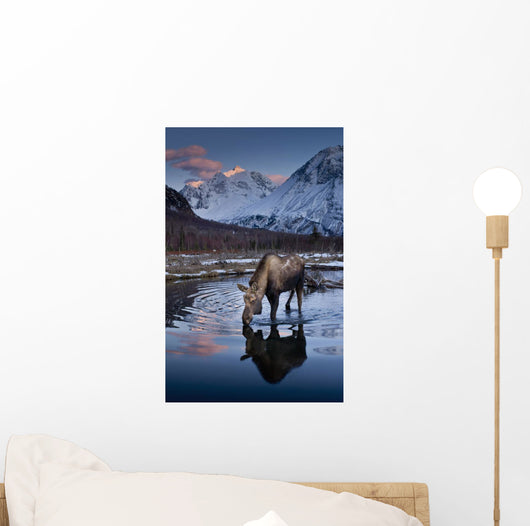 Scenic View At Sunset Of A Moose Drinking From A Pond With Alpenglow Wall Mural