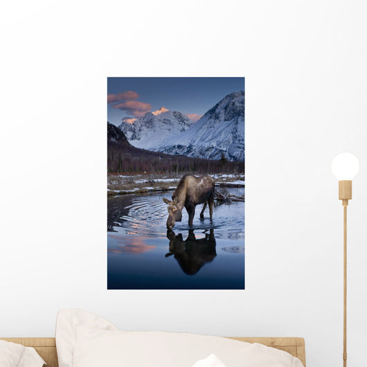 Scenic View At Sunset Of A Moose Drinking From A Pond With Alpenglow Wall Mural