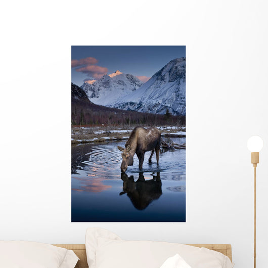 Scenic View At Sunset Of A Moose Drinking From A Pond With Alpenglow Wall Mural