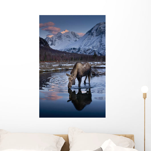 Scenic View At Sunset Of A Moose Drinking From A Pond With Alpenglow Wall Mural