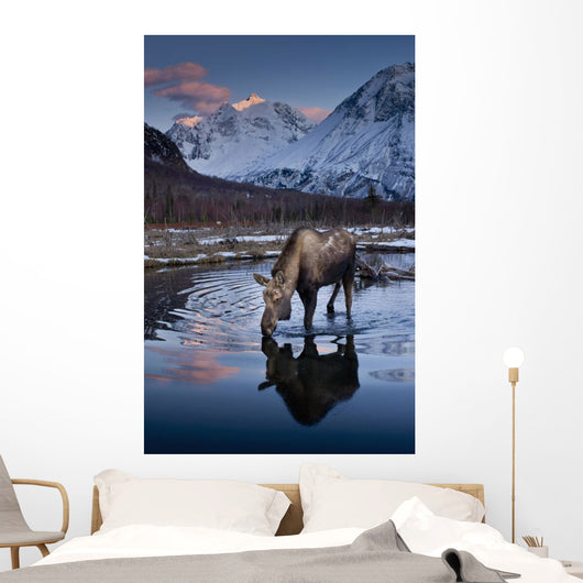 Scenic View At Sunset Of A Moose Drinking From A Pond With Alpenglow Wall Mural