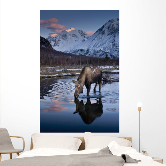 Scenic View At Sunset Of A Moose Drinking From A Pond With Alpenglow Wall Mural