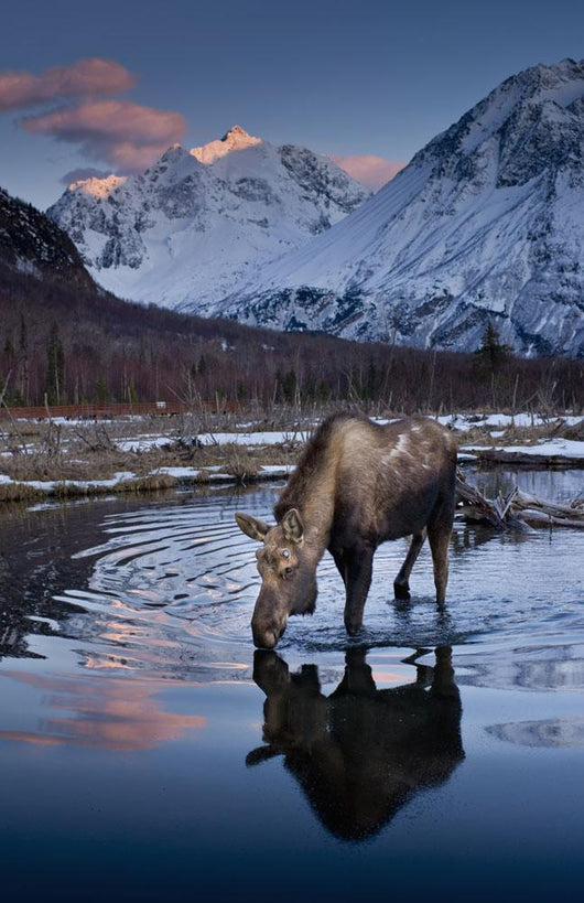Scenic View At Sunset Of A Moose Drinking From A Pond With Alpenglow Wall Mural