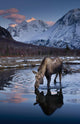 Scenic View At Sunset Of A Moose Drinking From A Pond With Alpenglow Wall Mural