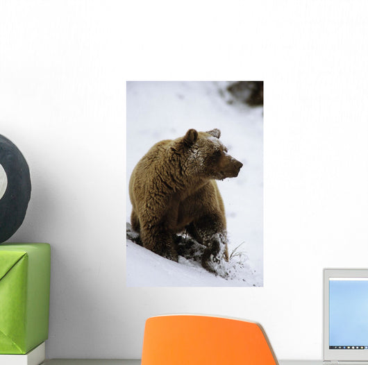 Grizzly Standing In Snow Denali Np In Alaska Autumn Wall Mural