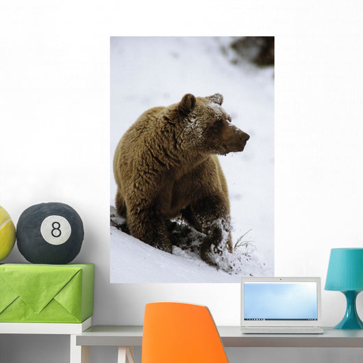 Grizzly Standing In Snow Denali Np In Alaska Autumn Wall Mural