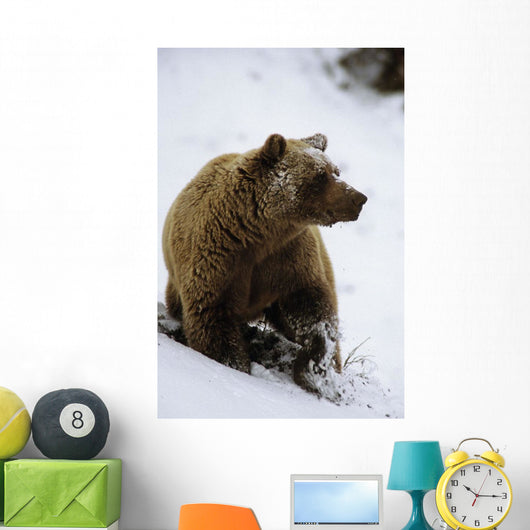 Grizzly Standing In Snow Denali Np In Alaska Autumn Wall Mural