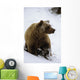 Grizzly Standing In Snow Denali Np In Alaska Autumn Wall Mural