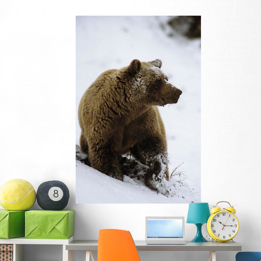 Grizzly Standing In Snow Denali Np In Alaska Autumn Wall Mural