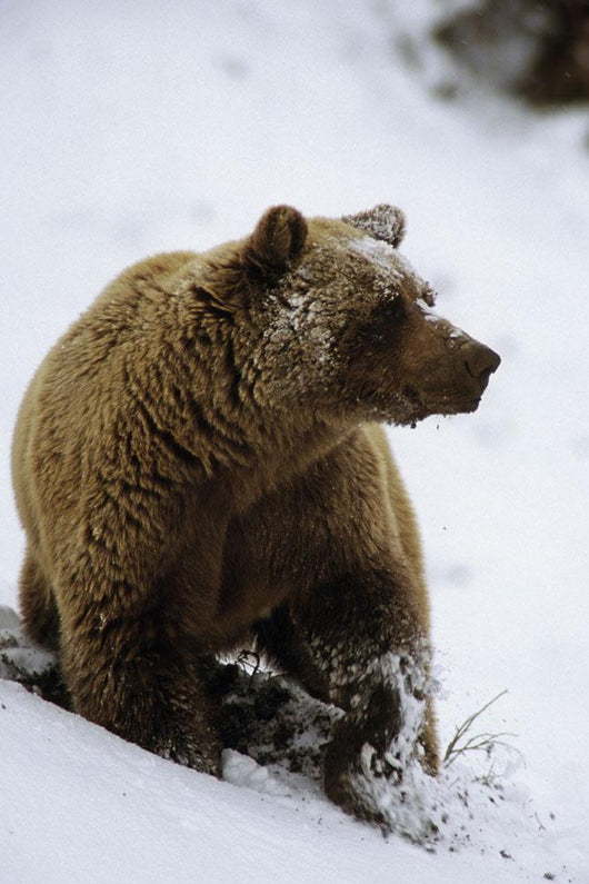 Grizzly Standing In Snow Denali Np In Alaska Autumn Wall Mural