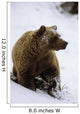 Grizzly Standing In Snow Denali Np In Alaska Autumn Wall Mural