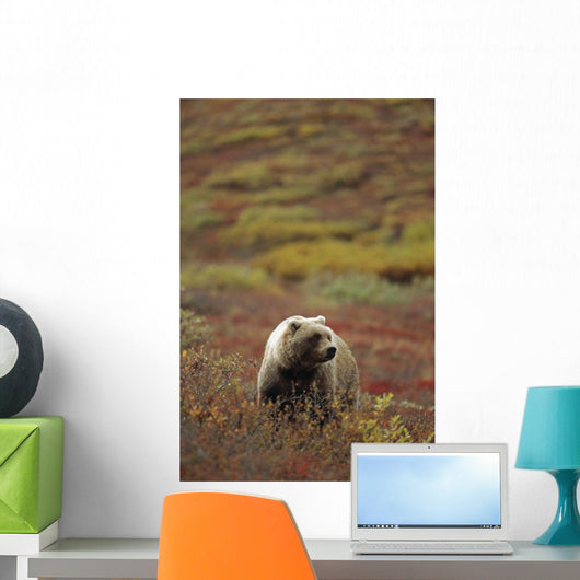 Grizzly On Autumn Tundra Highway Pass Denali Np Ak In Wall Mural