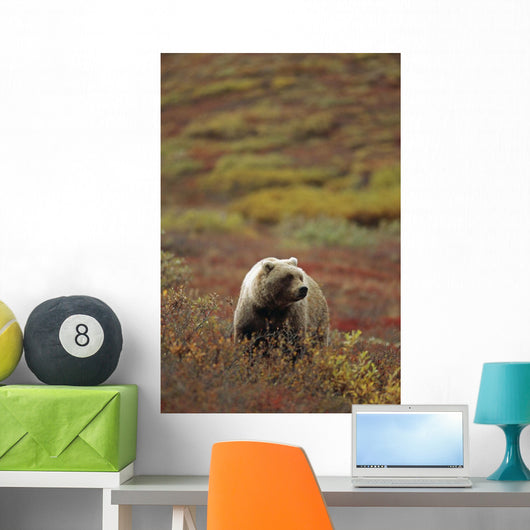 Grizzly On Autumn Tundra Highway Pass Denali Np Ak In Wall Mural