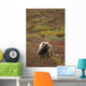 Grizzly On Autumn Tundra Highway Pass Denali Np Ak In Wall Mural