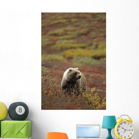Grizzly On Autumn Tundra Highway Pass Denali Np Ak In Wall Mural