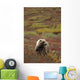 Grizzly On Autumn Tundra Highway Pass Denali Np Ak In Wall Mural