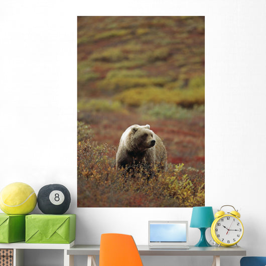 Grizzly On Autumn Tundra Highway Pass Denali Np Ak In Wall Mural