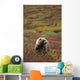 Grizzly On Autumn Tundra Highway Pass Denali Np Ak In Wall Mural