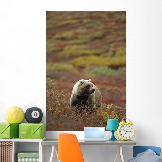 Grizzly On Autumn Tundra Highway Pass Denali Np Ak In Wall Mural
