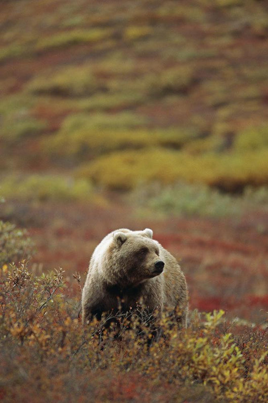 Grizzly On Autumn Tundra Highway Pass Denali Np Ak In Wall Mural