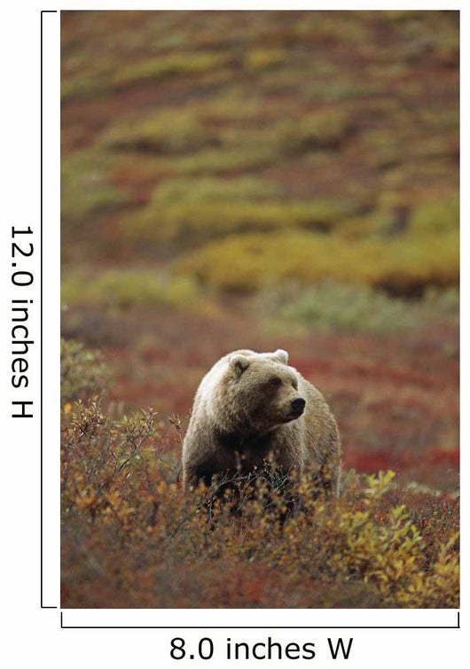 Grizzly On Autumn Tundra Highway Pass Denali Np Ak In Wall Mural