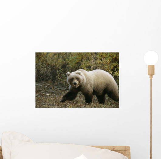 Grizzly On Autumn Tundra Highway Pass Denali Np Ak In Wall Mural